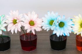 Color changing flowers: daisies dipped in food coloring