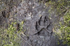 Dog foot print in the mud
