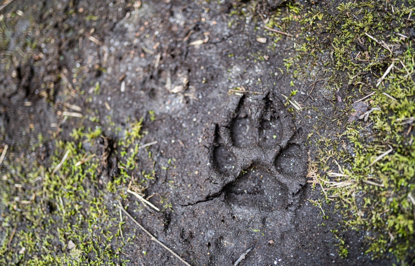 Dog foot print in the mud